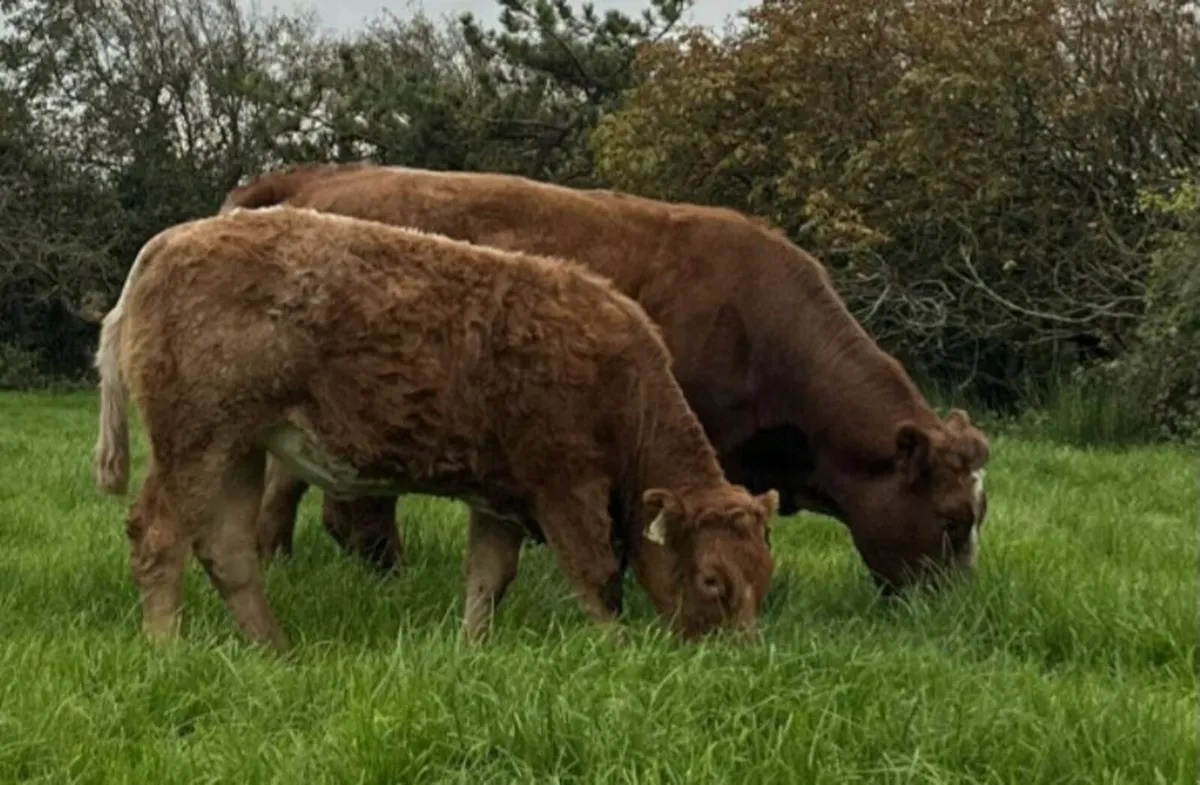 Suckler Cows and Calves - Image 1