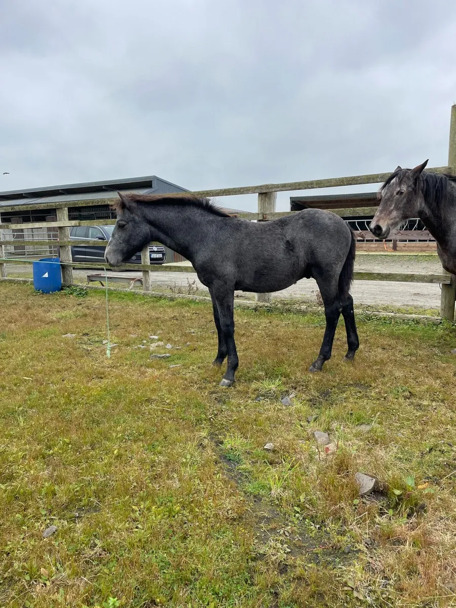 Connemara Colt Foal - Image 4