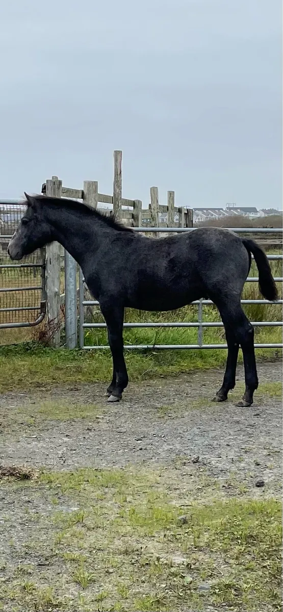 Connemara Colt Foal - Image 1