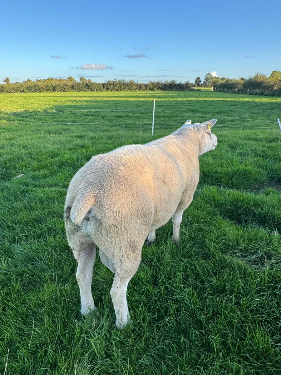 Texel Ram  **Double 5 star** - Image 3