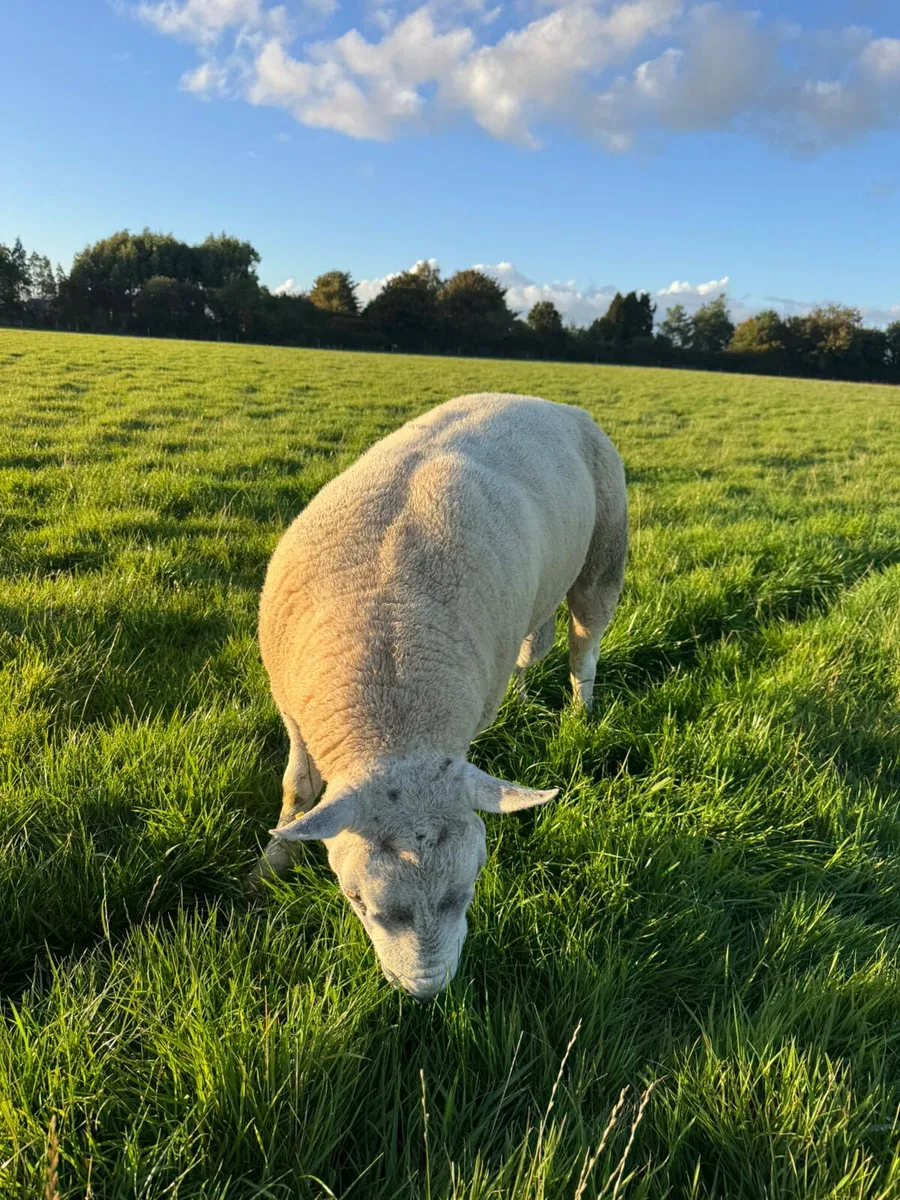 Texel Ram  **Double 5 star** - Image 2