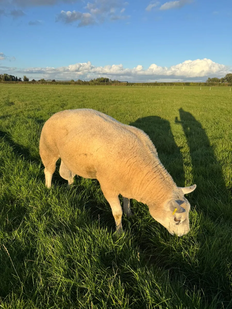 Texel Ram  **Double 5 star** - Image 1