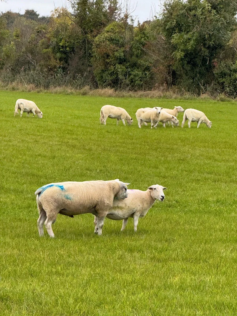 Texel Ram  **Double 5 star** - Image 4