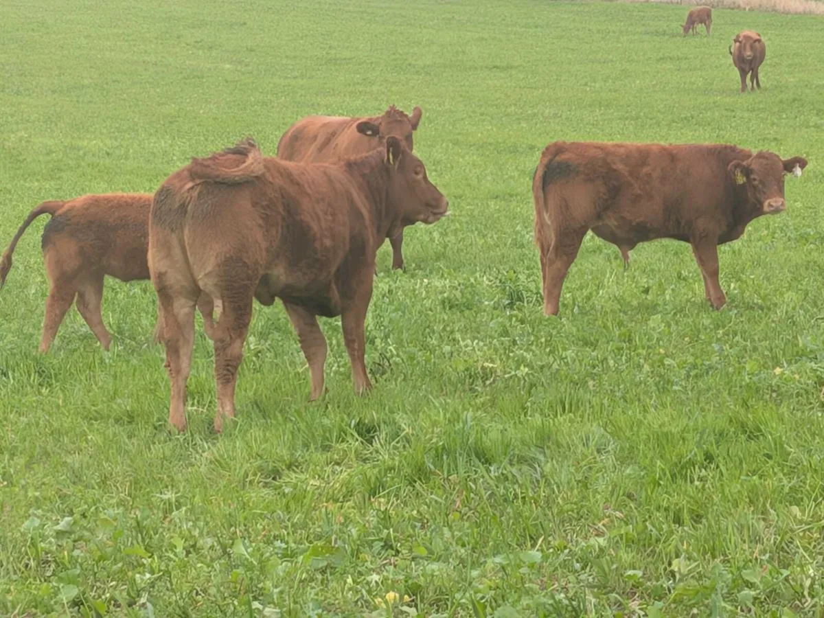 Weanings - Image 1