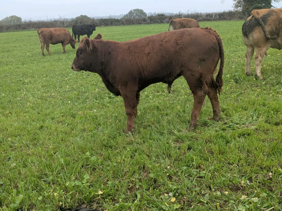 Weanings - Image 2