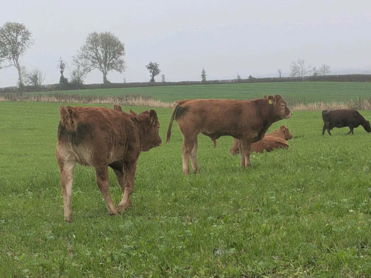 Weanings - Image 3