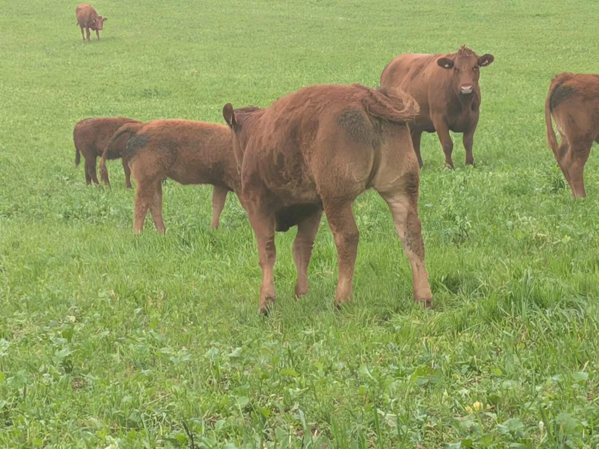 Weanings - Image 4