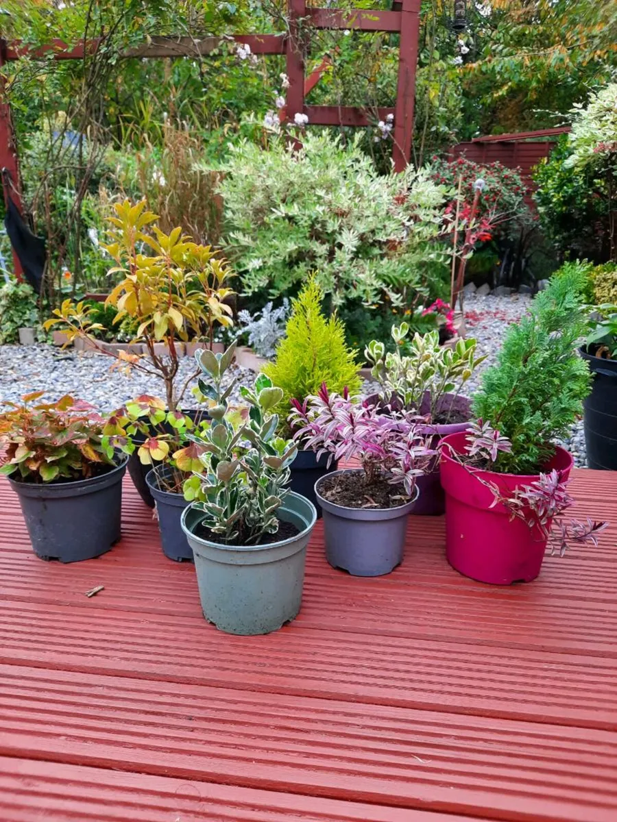 Eight Perrinal Plants - Image 1