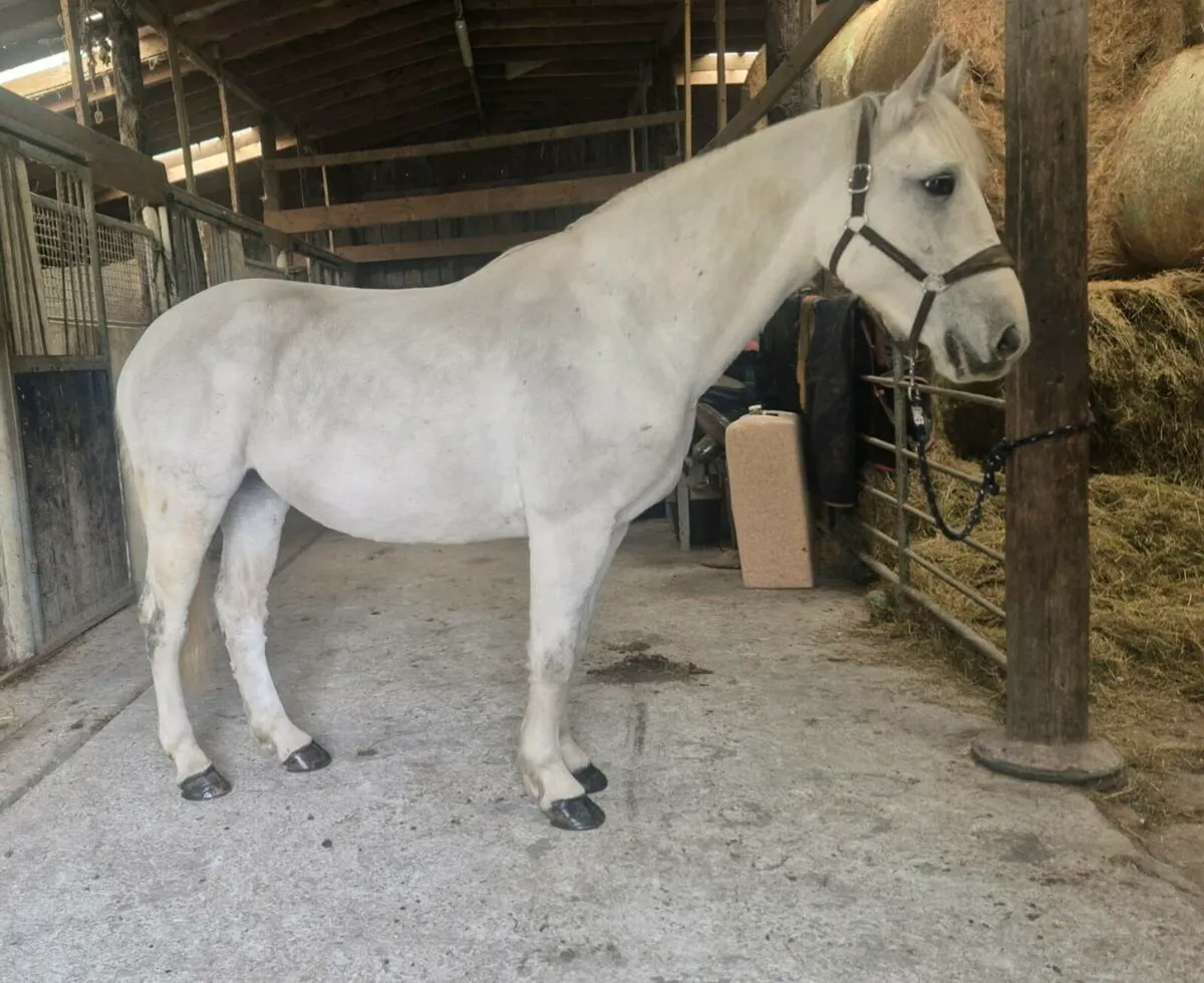 8yr Old, 15.1hh Driving Mare - Image 3