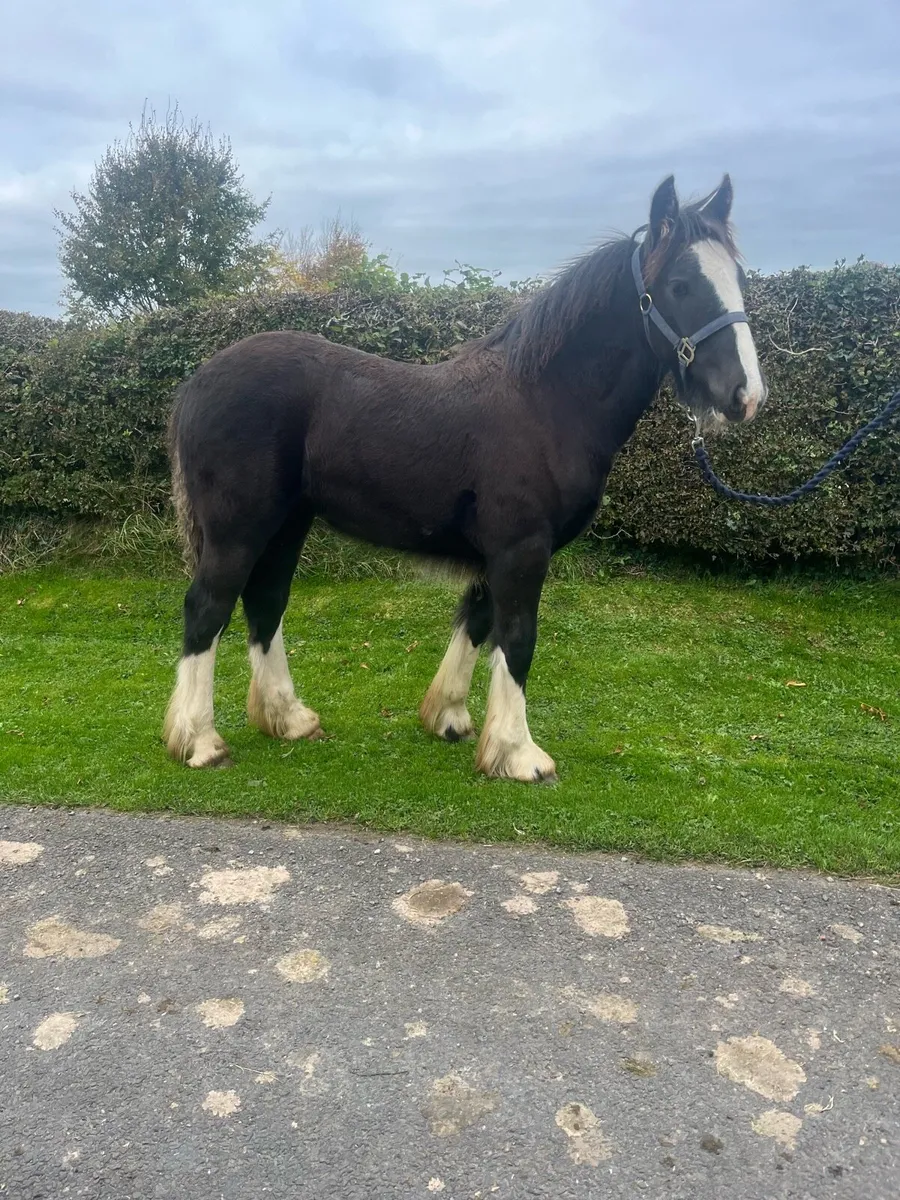 HEAVY FILLY FOAL - Image 1