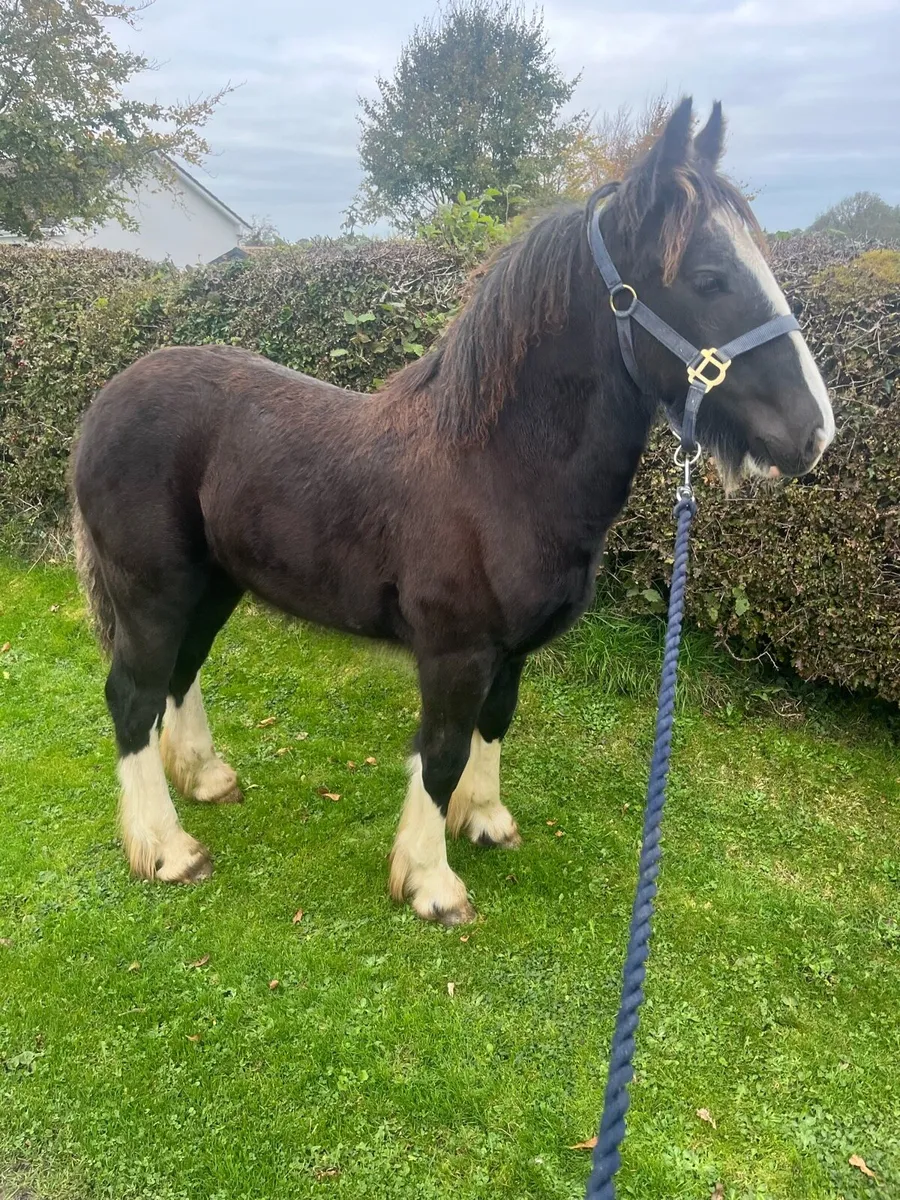 HEAVY FILLY FOAL - Image 2