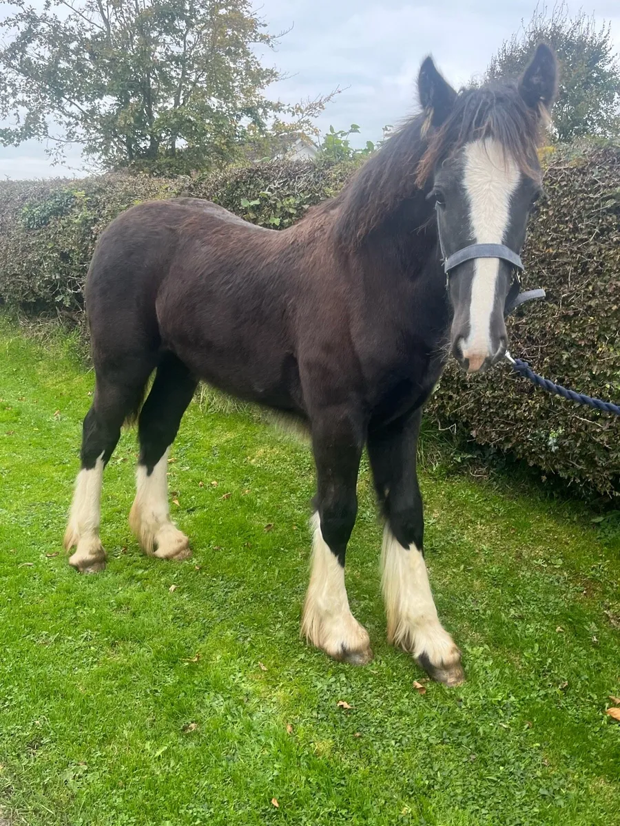 HEAVY FILLY FOAL - Image 3