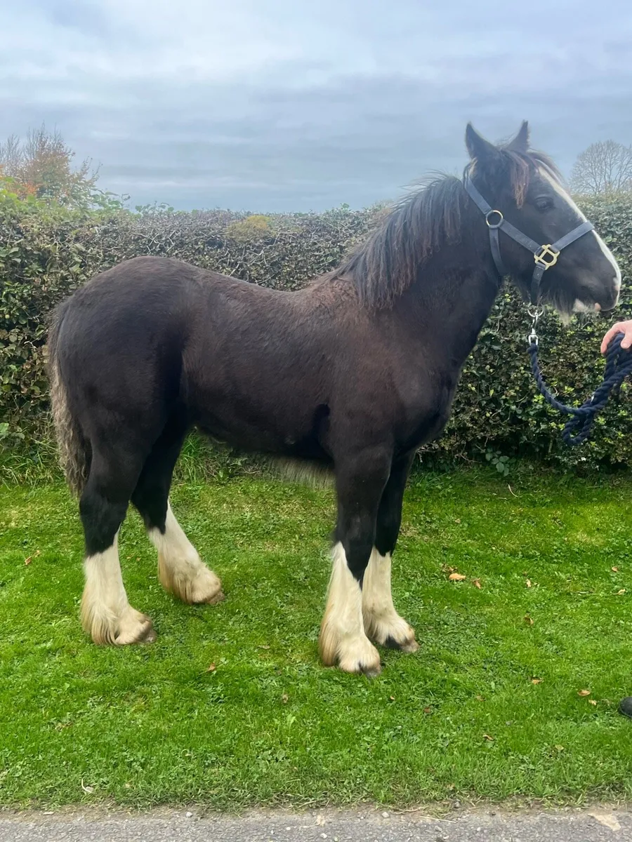 HEAVY FILLY FOAL - Image 4