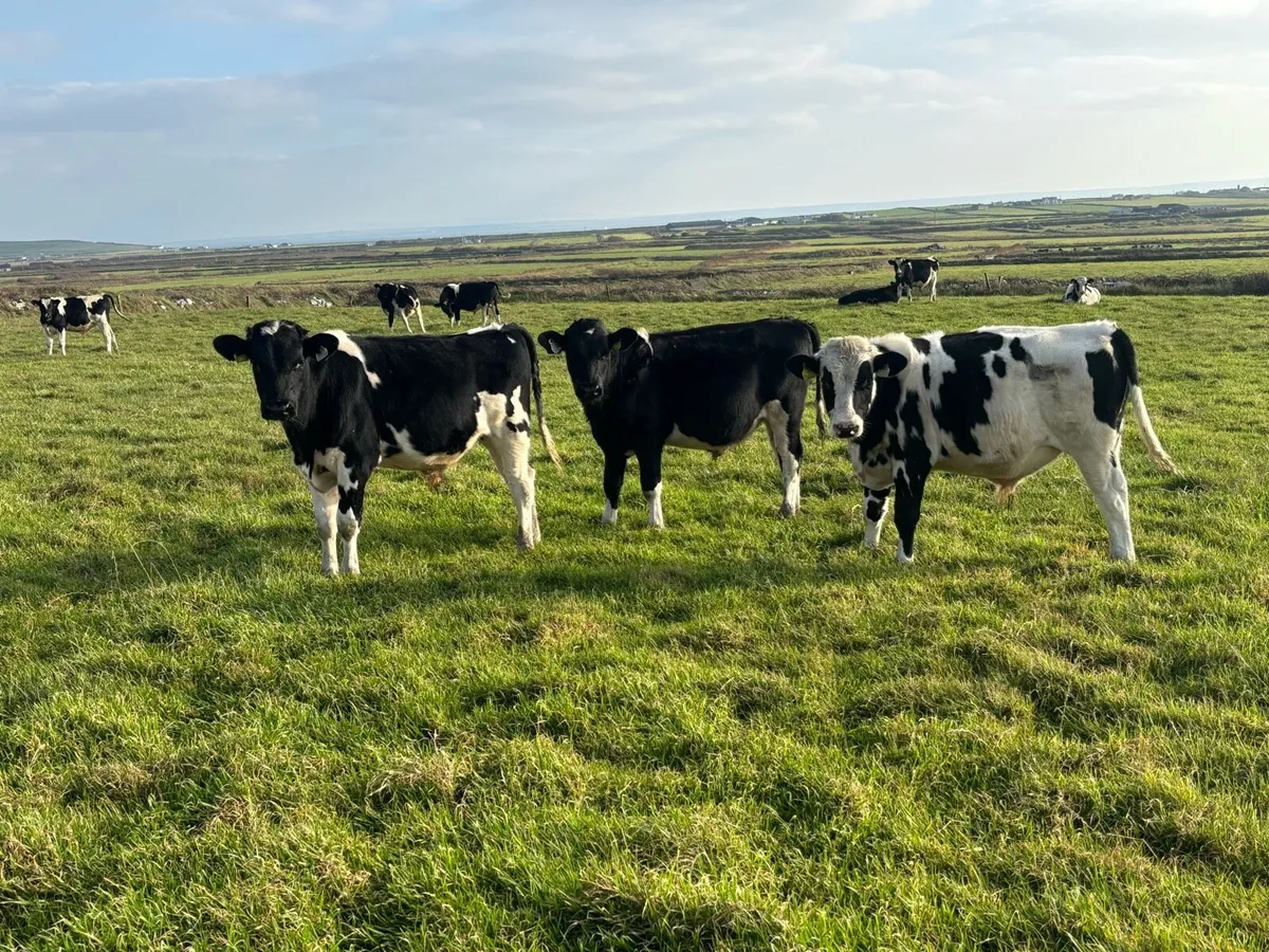 13 Friesian Bull Weanlings - Image 1