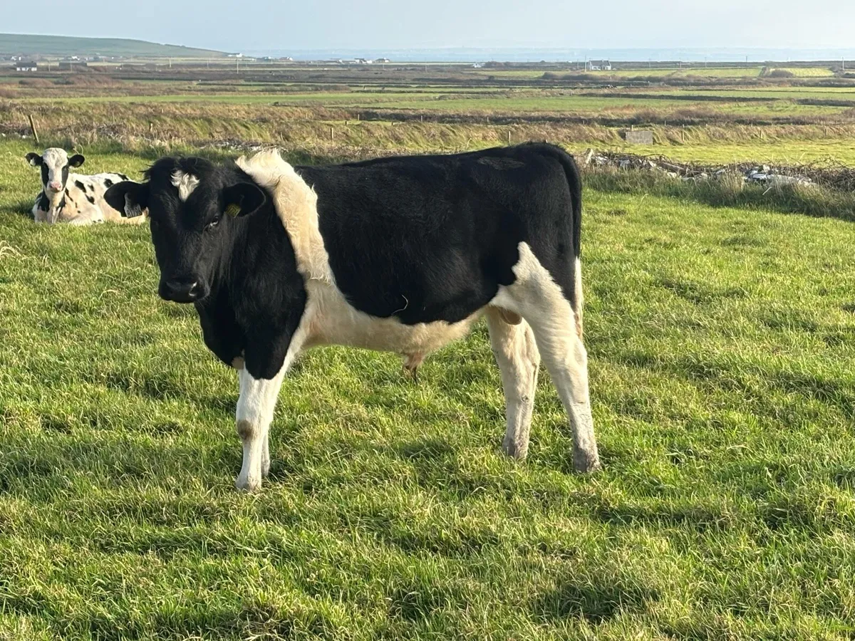13 Friesian Bull Weanlings - Image 2