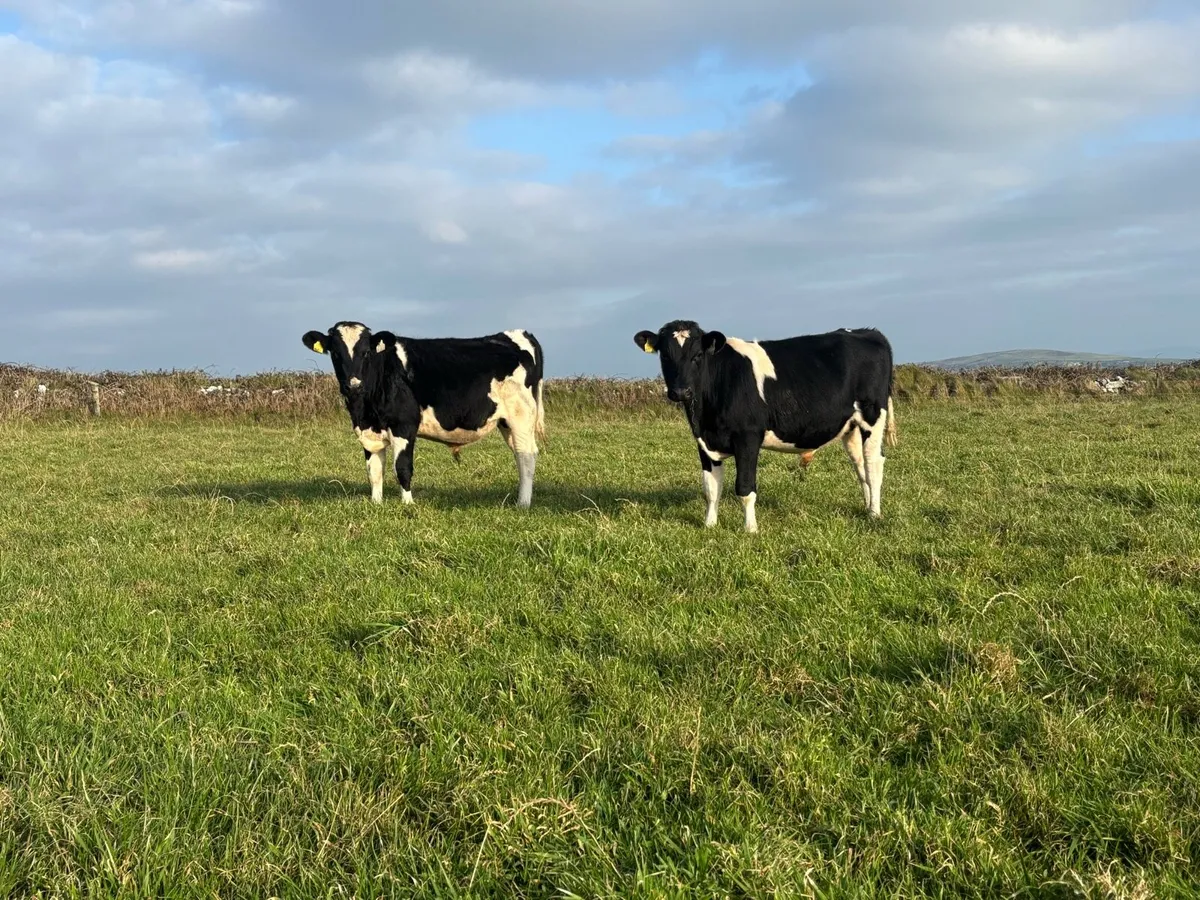 13 Friesian Bull Weanlings - Image 3