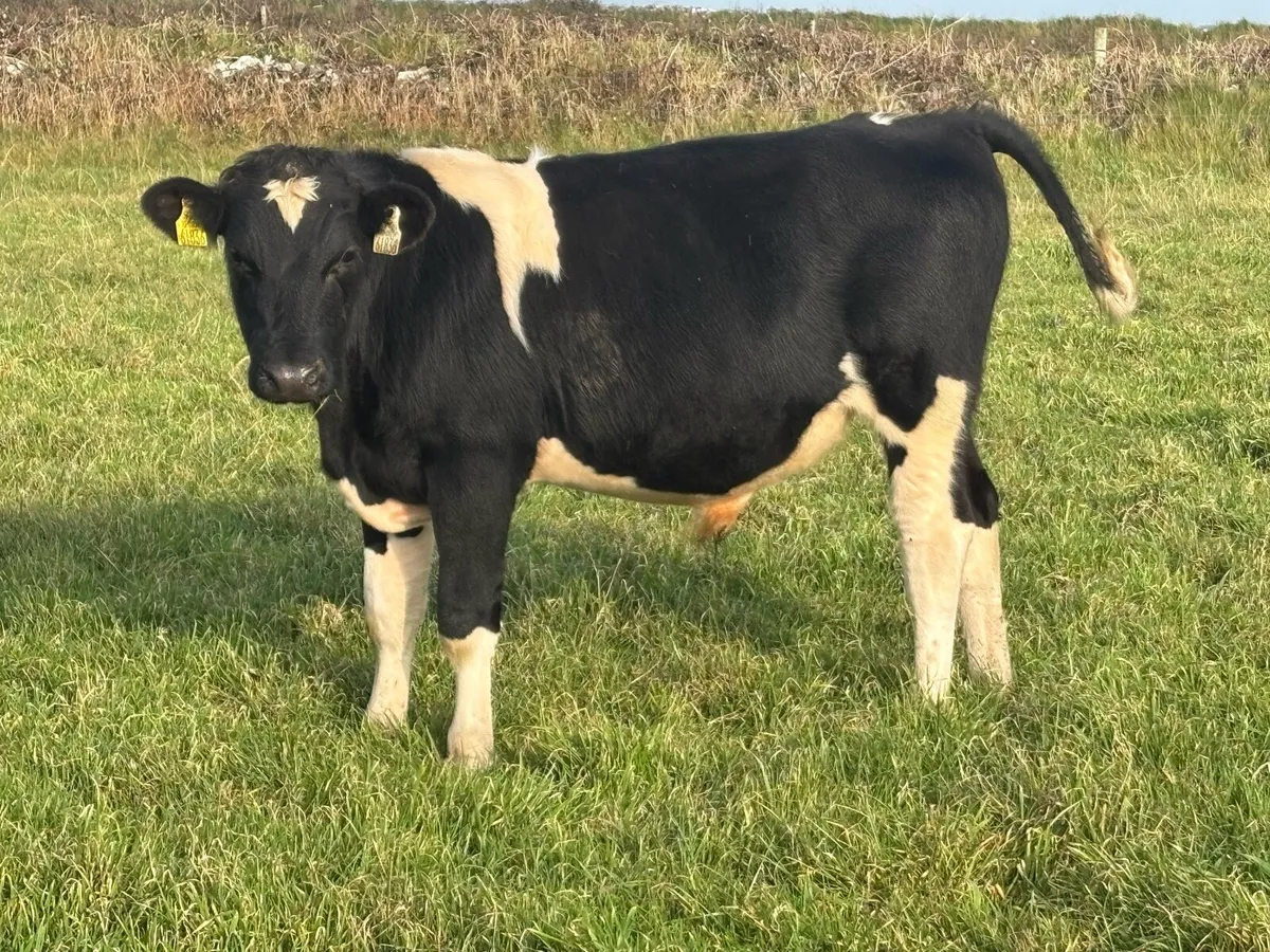 13 Friesian Bull Weanlings - Image 4