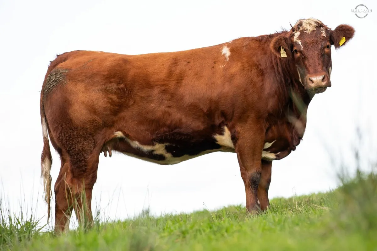 22 in-calf Suckler Heifers - Image 1
