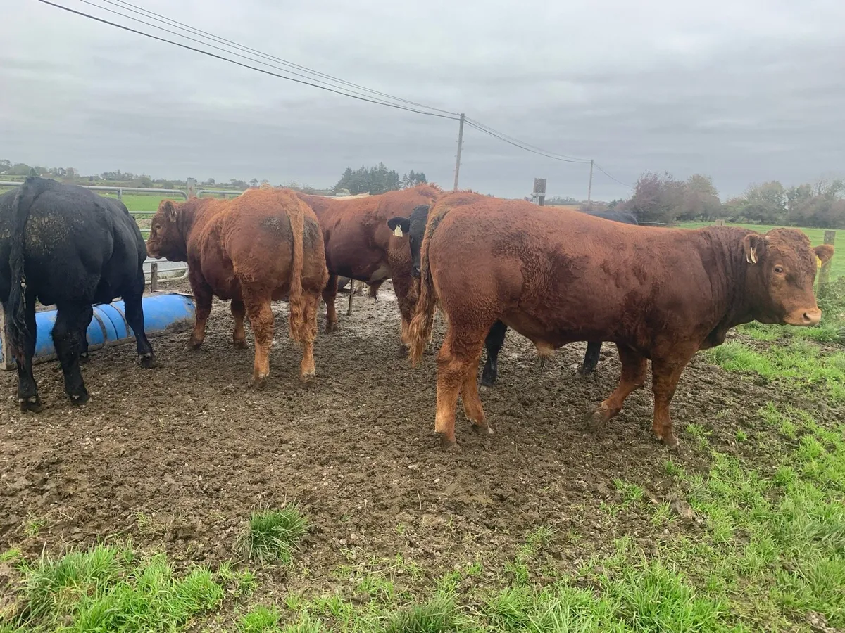 6 U Grade Limousin weanlings - Image 1