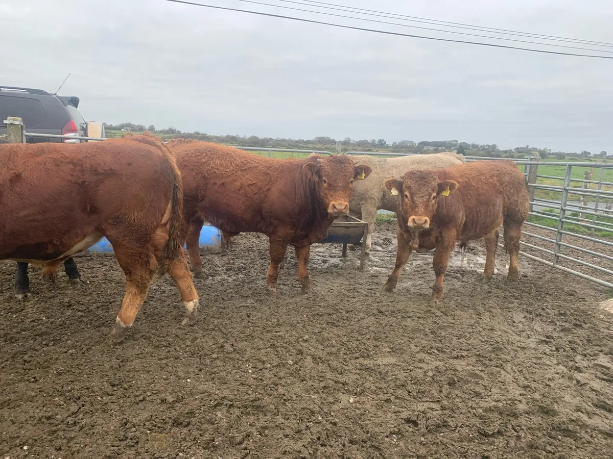 6 U Grade Limousin weanlings - Image 2