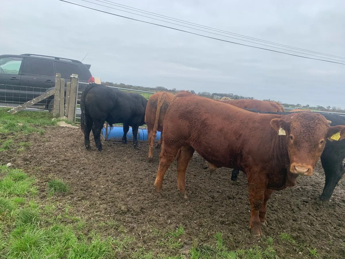 6 U Grade Limousin weanlings - Image 3