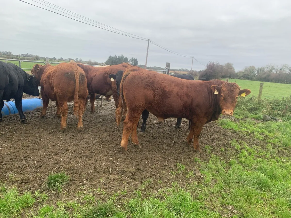 6 U Grade Limousin weanlings - Image 4