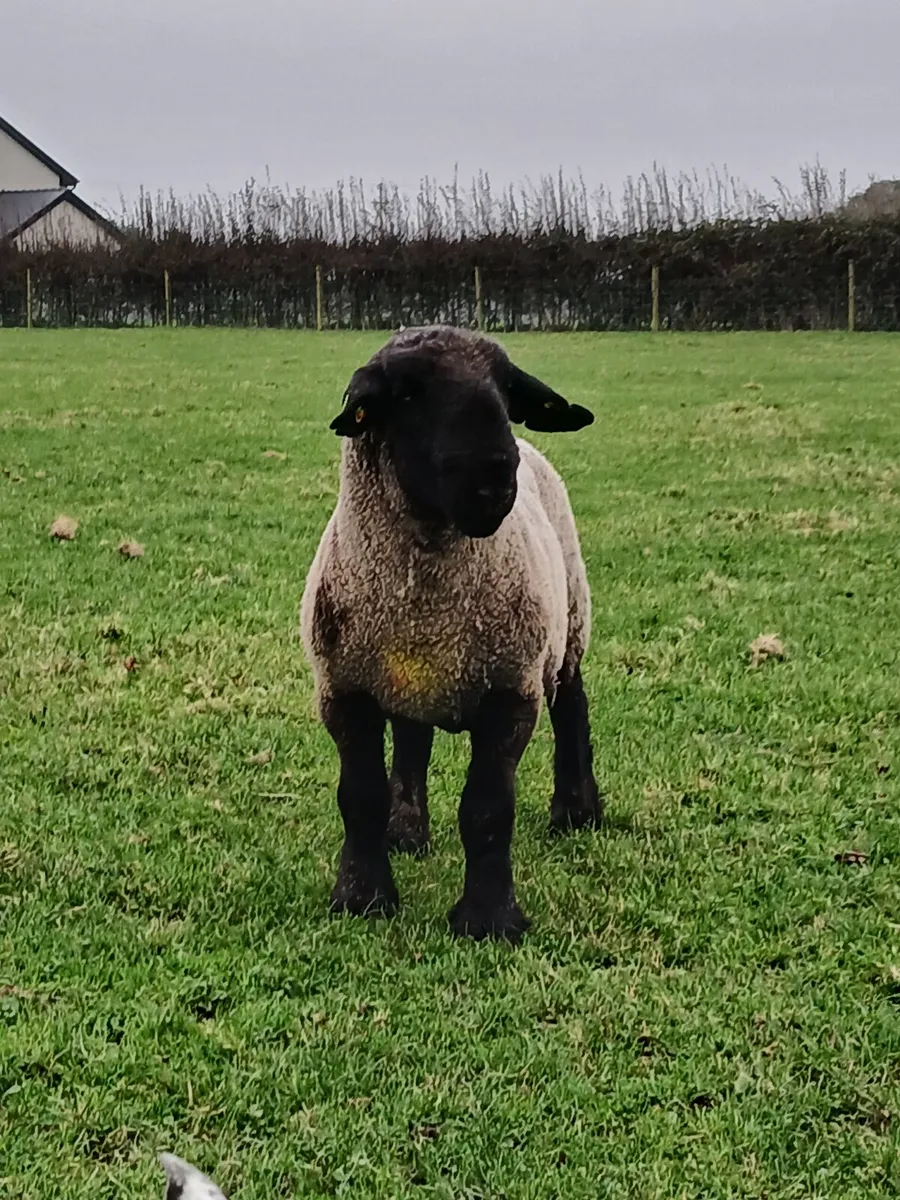 Suffolk hoggot rams - Image 1