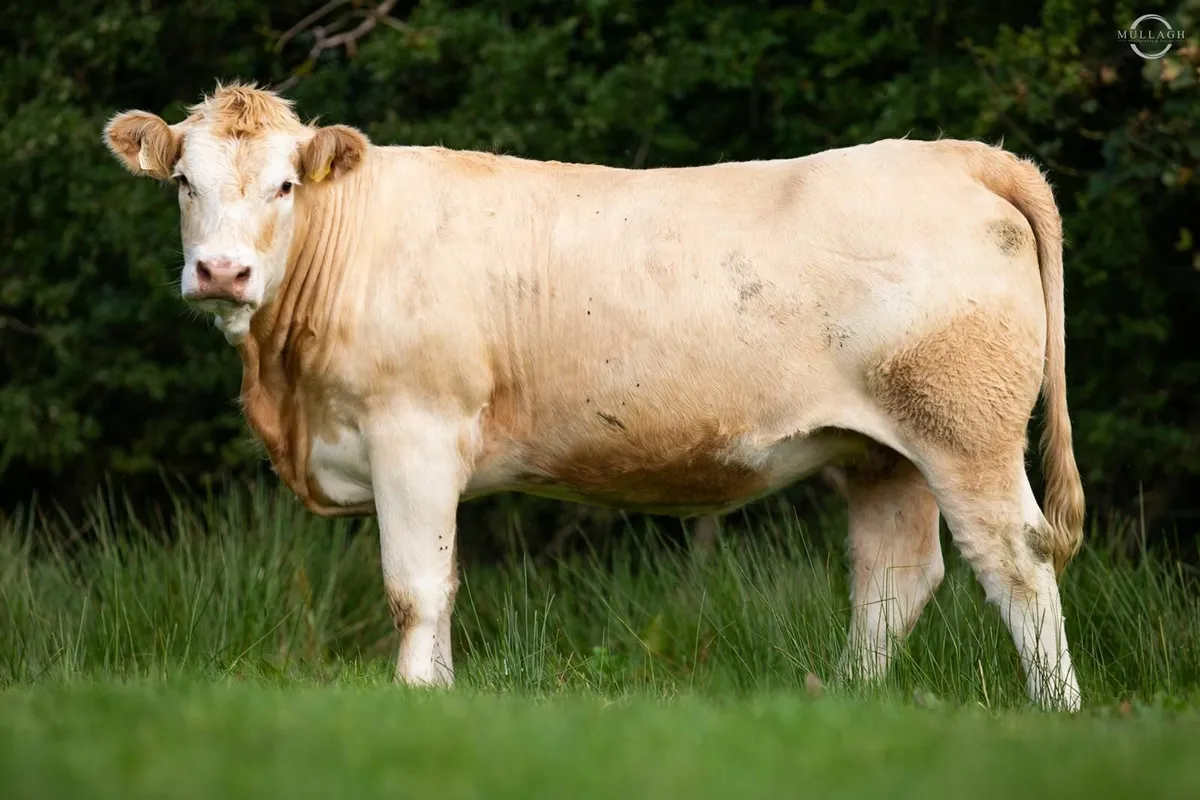 22 in-calf Suckler Heifers - Image 2