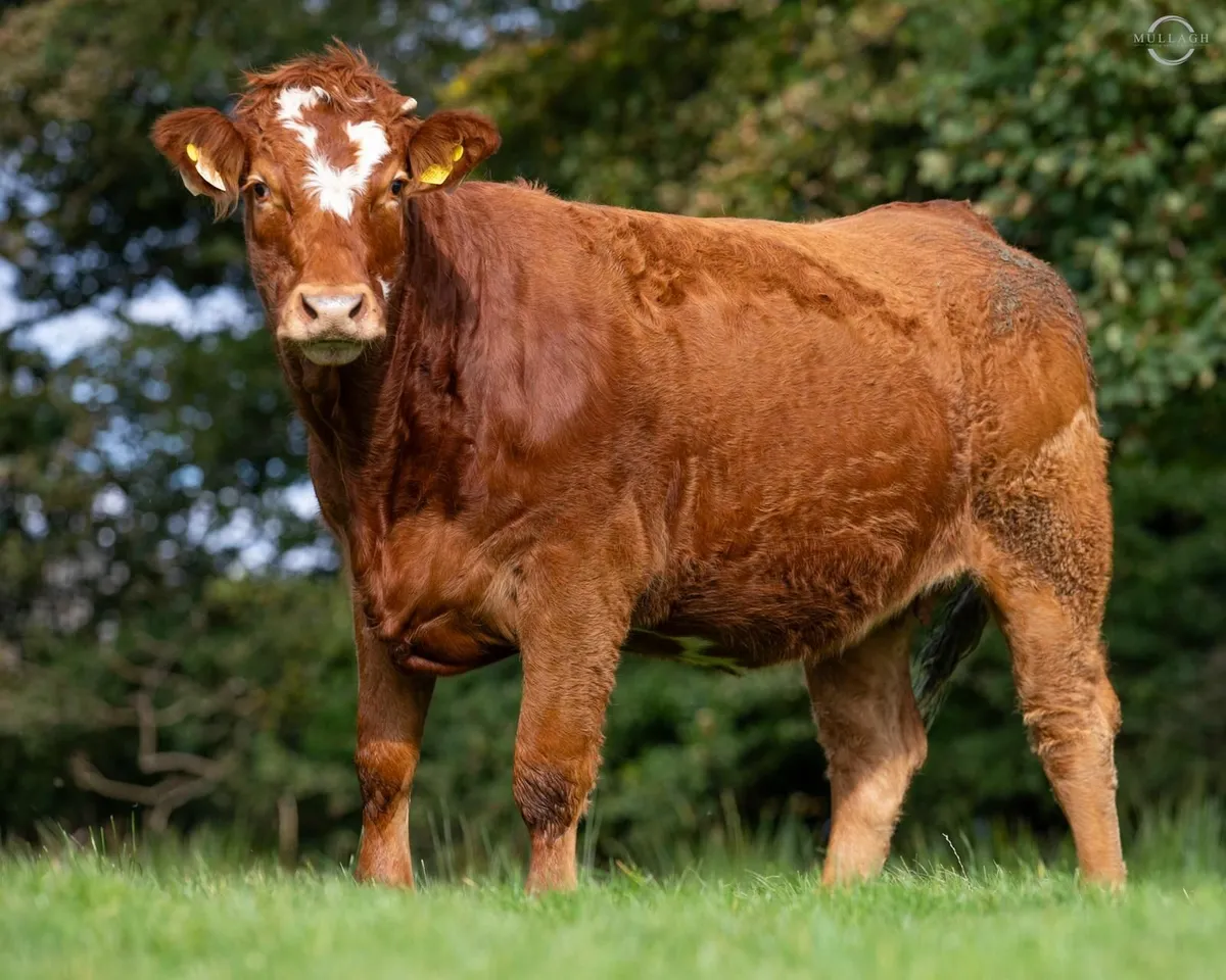22 in-calf Suckler Heifers - Image 3