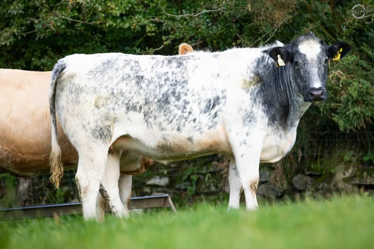 22 in-calf Suckler Heifers - Image 4