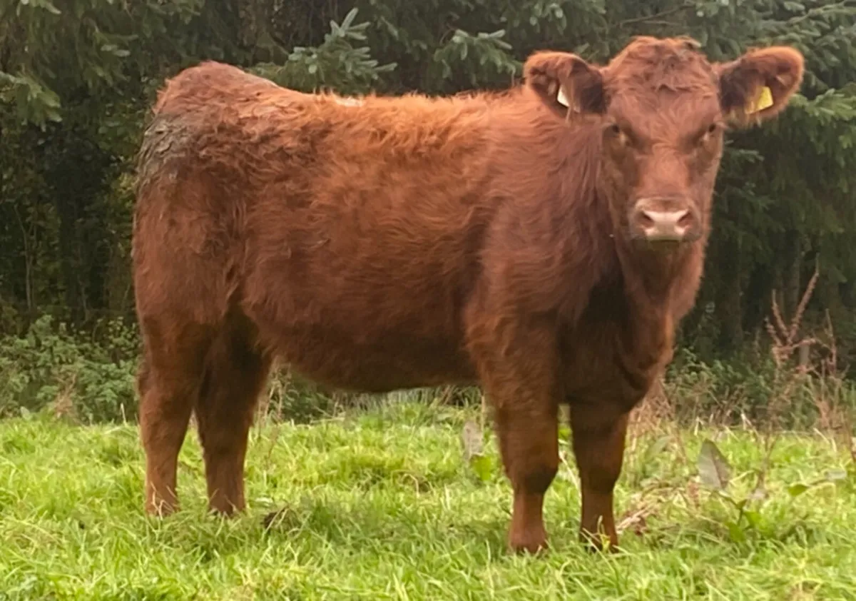 PBR Red and Black Angus Heifers - Image 1
