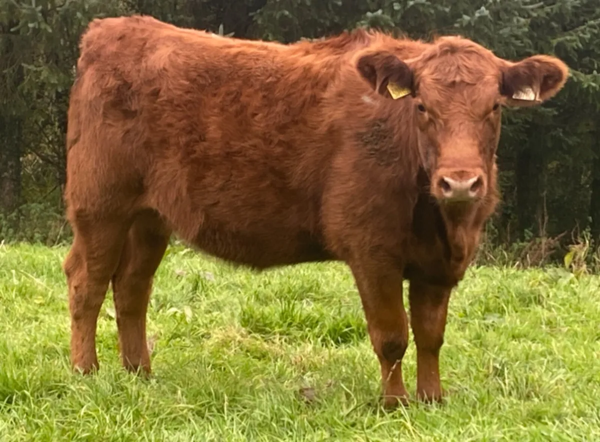 PBR Red and Black Angus Heifers - Image 2