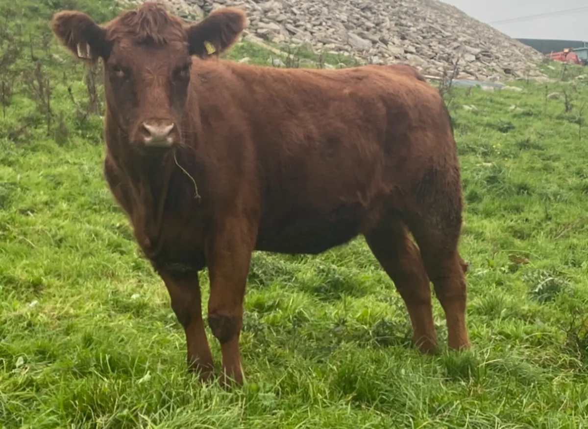 PBR Red and Black Angus Heifers - Image 3