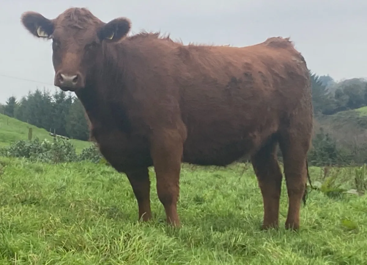 PBR Red and Black Angus Heifers - Image 4