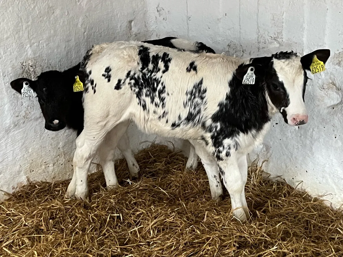 Super Blue Heifer Calves - Image 2