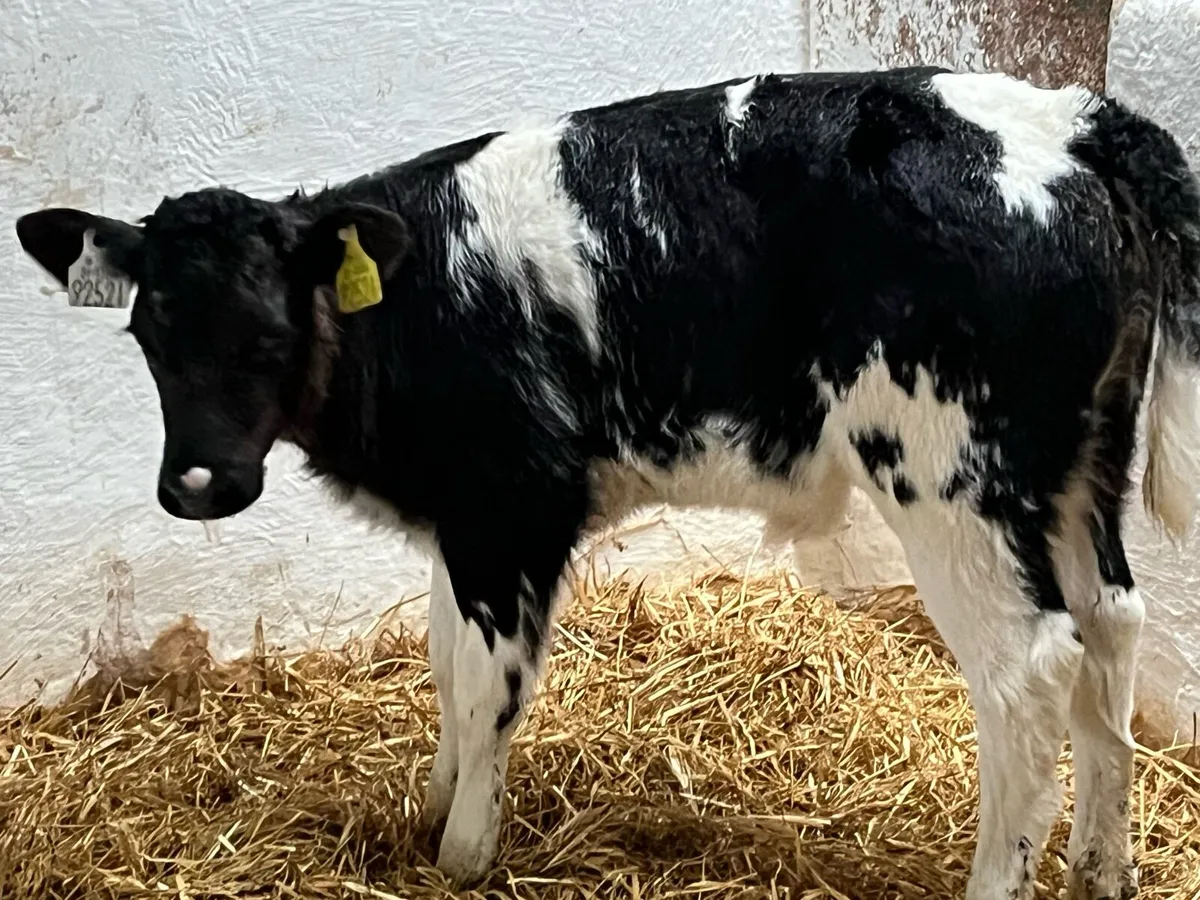 Super Blue Heifer Calves - Image 3