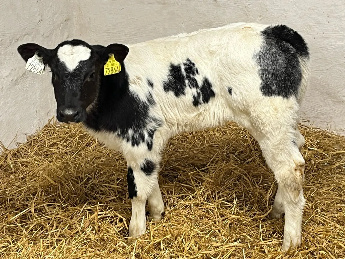 Super Blue Heifer Calves - Image 4