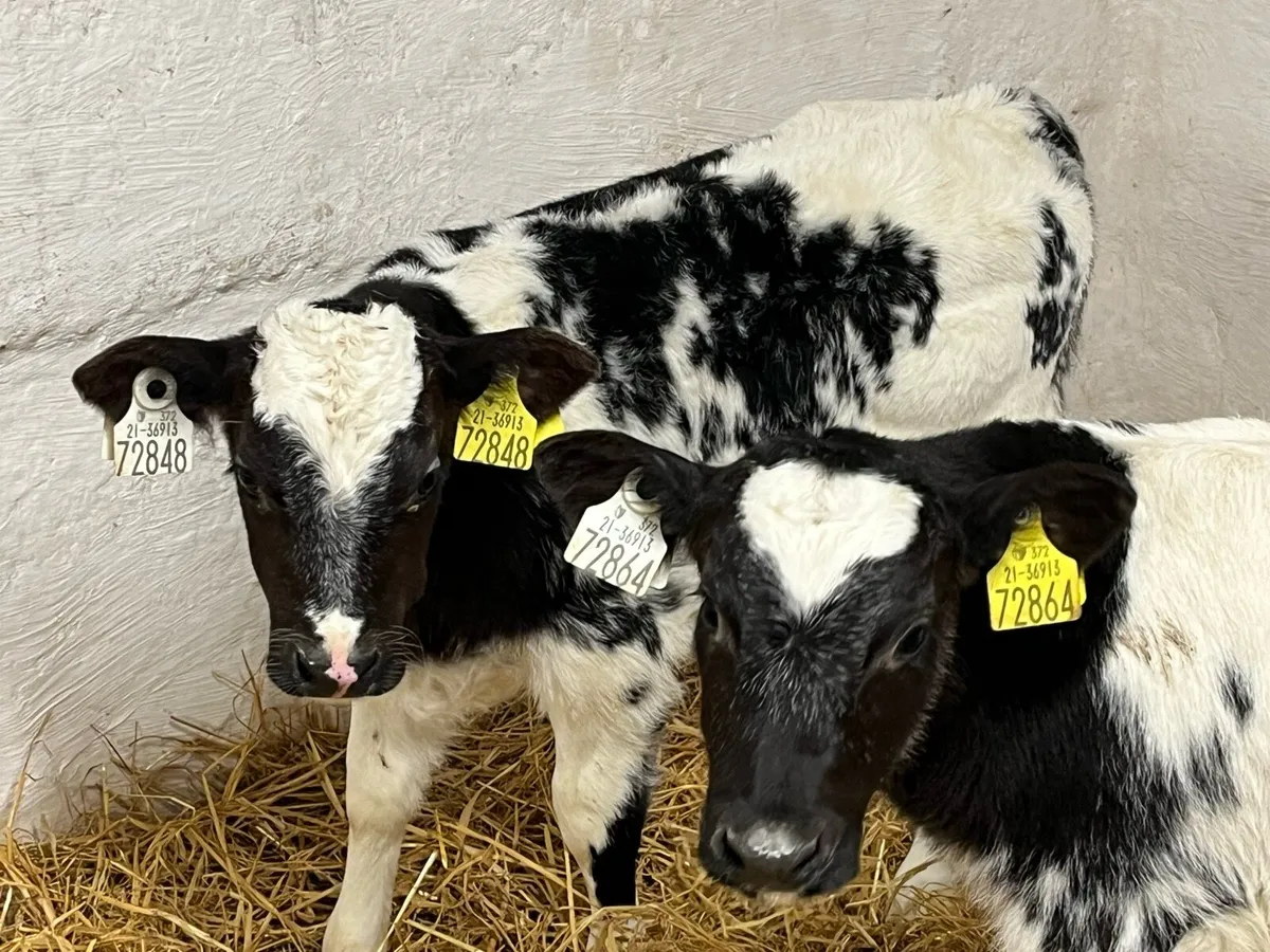 Super Blue Heifer Calves - Image 1