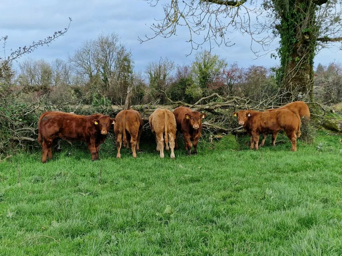 Organic Cattle Elphin Mart - Image 1