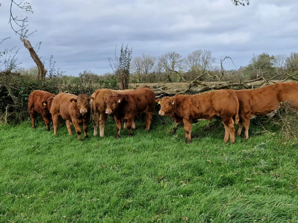 Organic Cattle Elphin Mart - Image 2