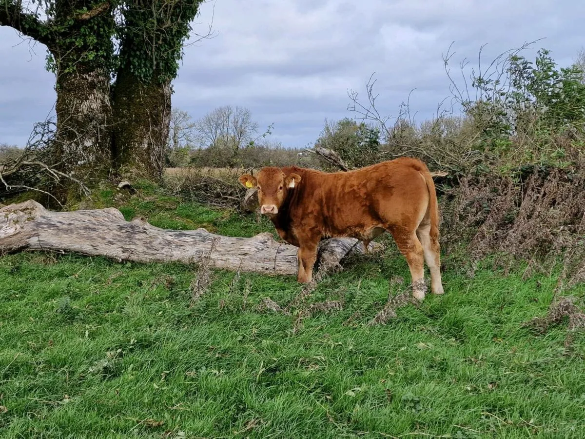 Organic Cattle Elphin Mart - Image 3