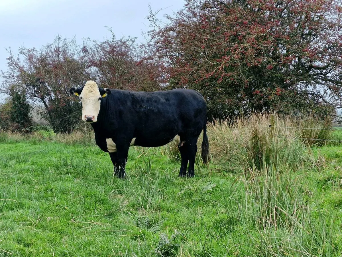 Organic Cattle Elphin Mart - Image 4