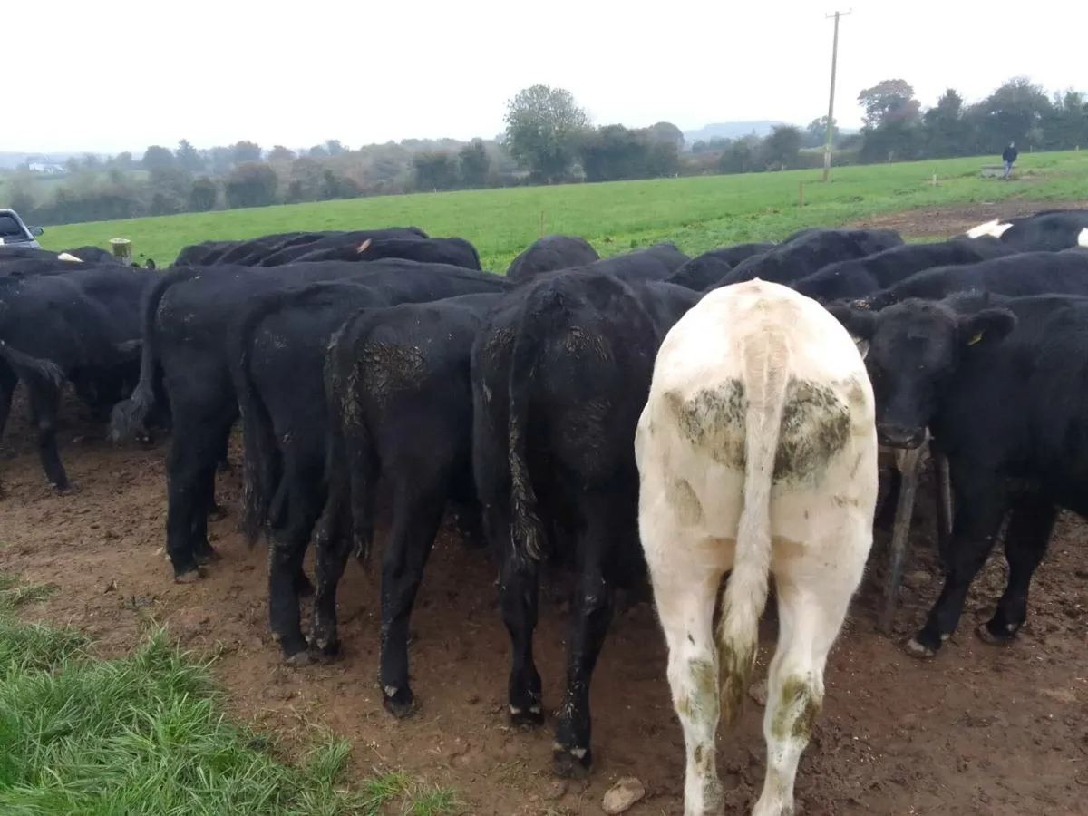 Angus Weanlings - Image 2