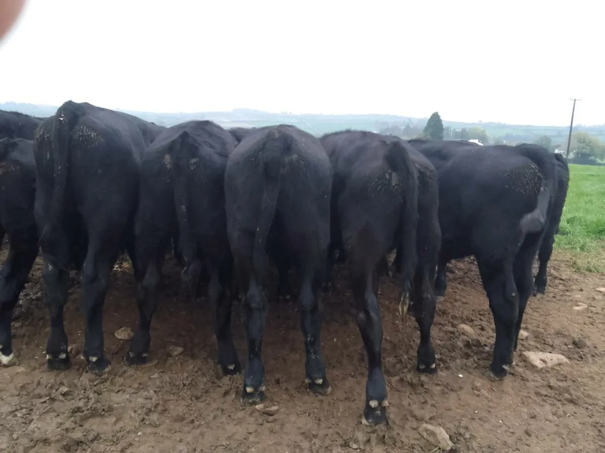 Angus Weanlings - Image 3