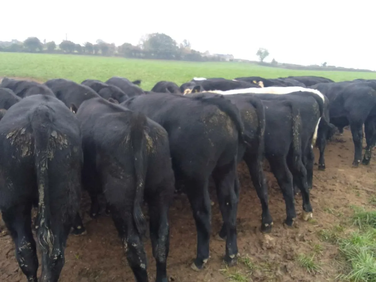 Angus Weanlings - Image 1