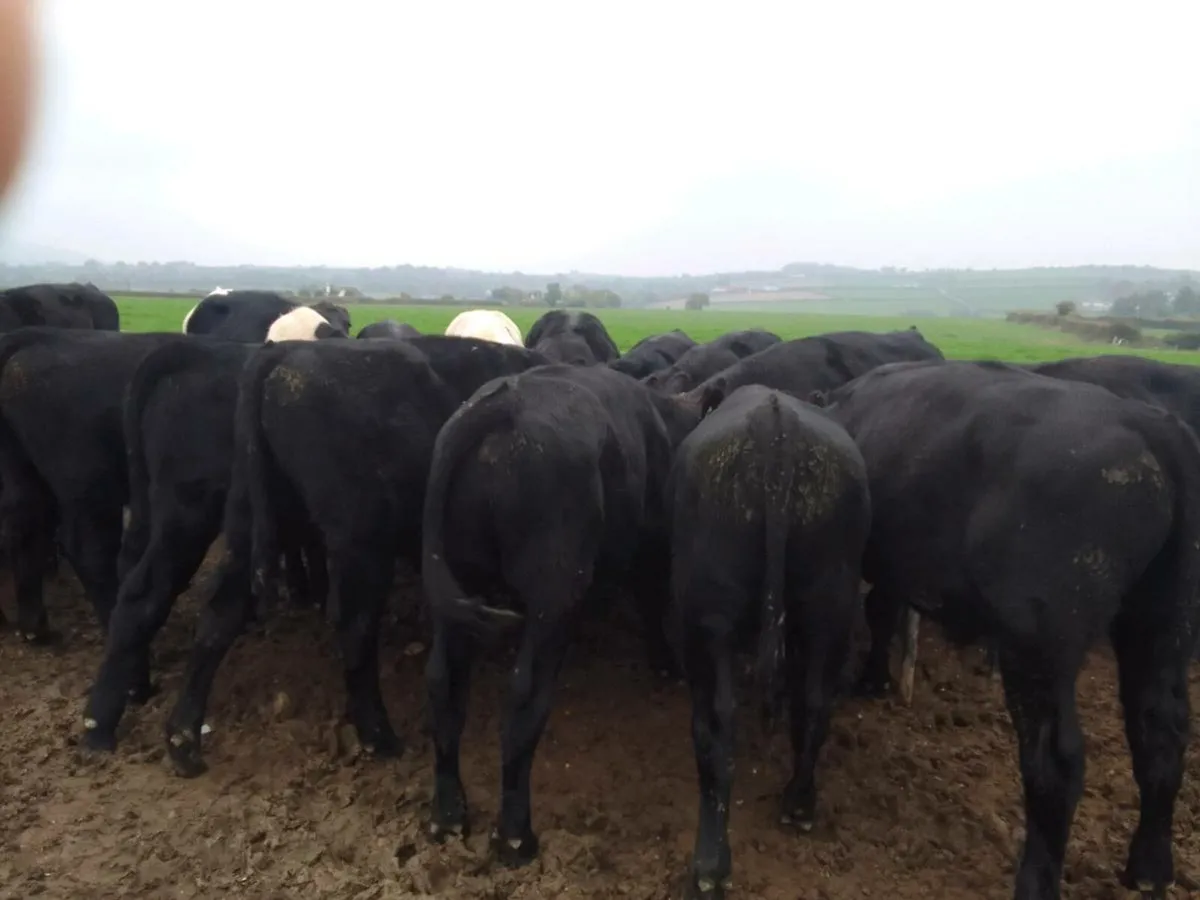 Angus Weanlings - Image 4