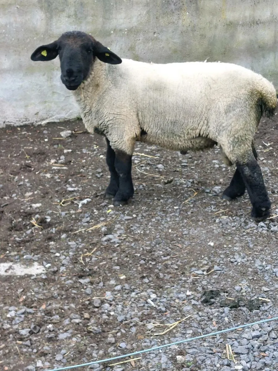 Hogget Ram - Image 1