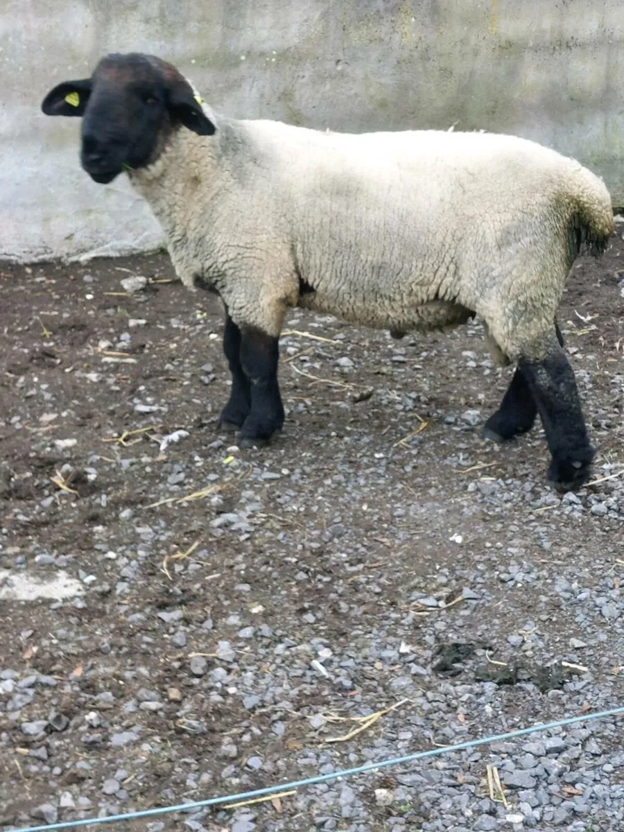 Hogget Ram - Image 3