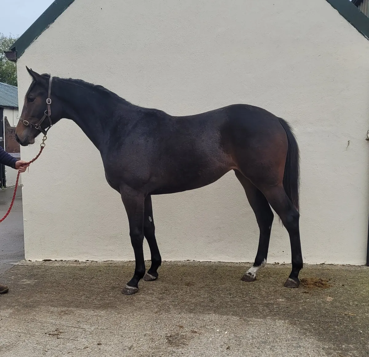Yearling Filly - Image 1