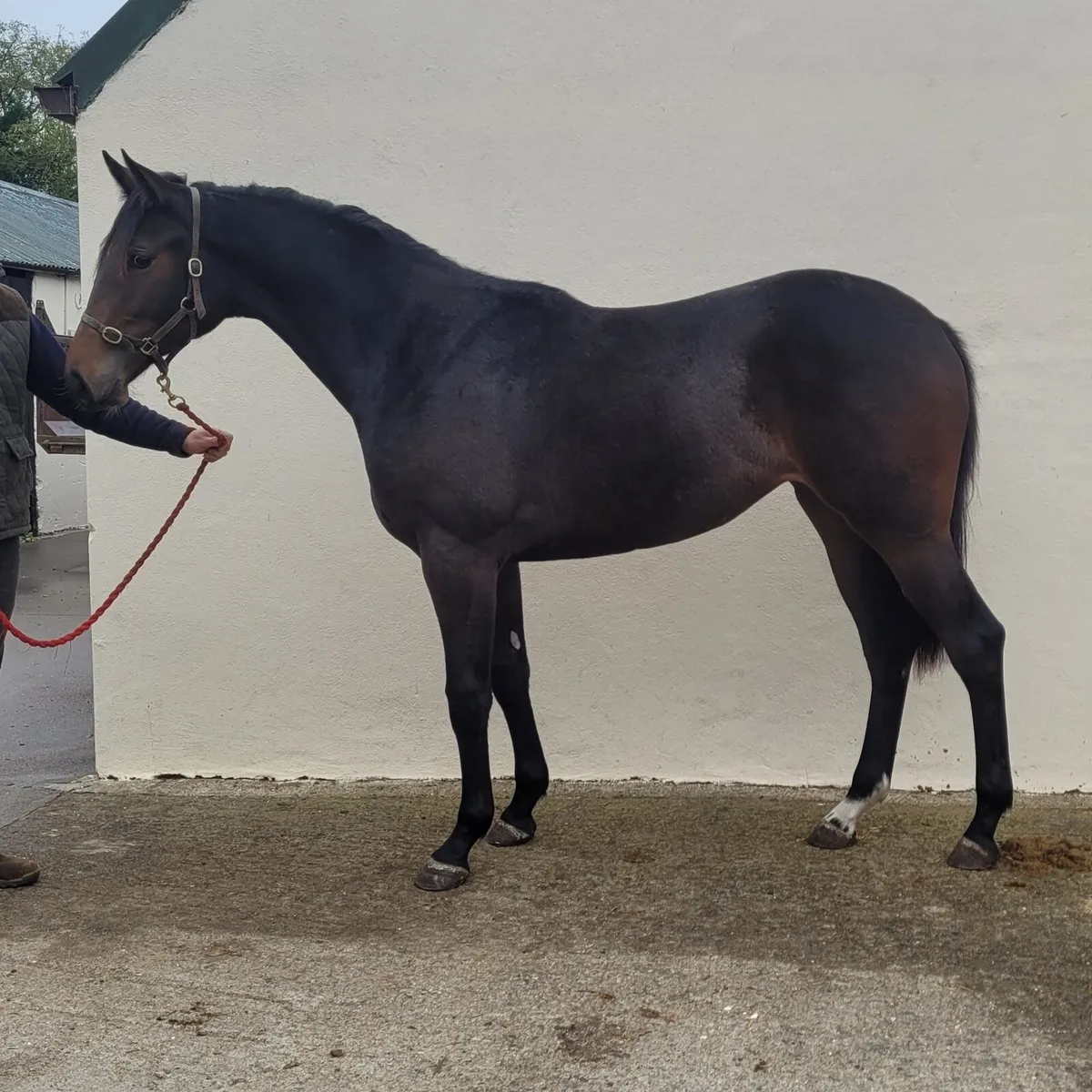 Yearling Filly - Image 2